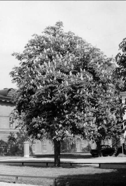 Karlsborg fästningen, kastanjeträd på torget i juni 1966.