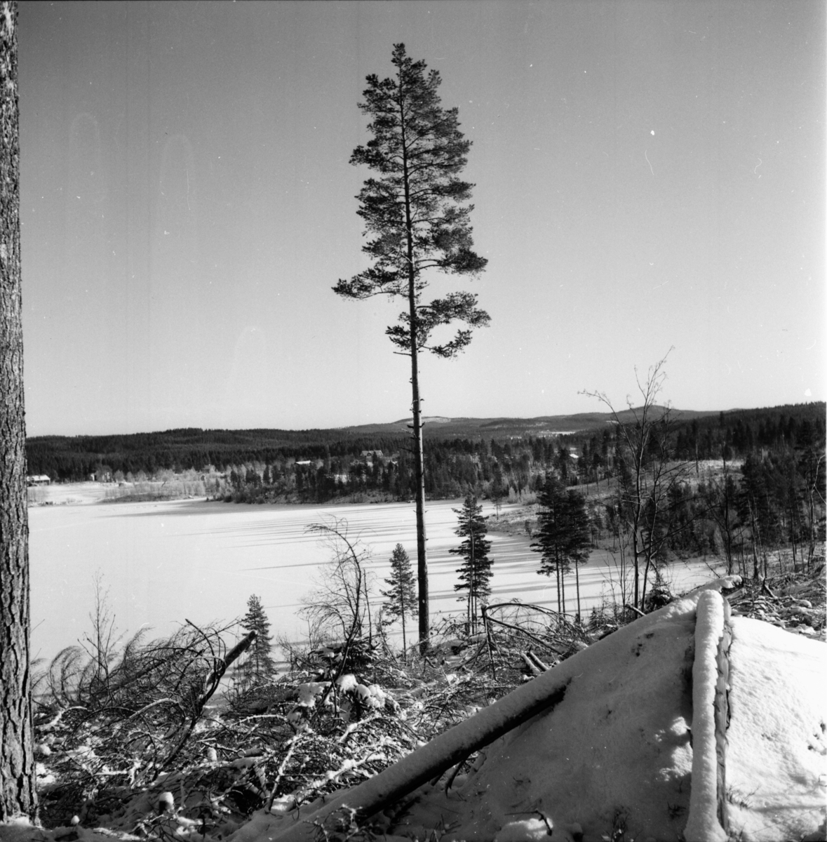 Skogvaktare Martin Karlsson
Rimsbo 6/2 1957