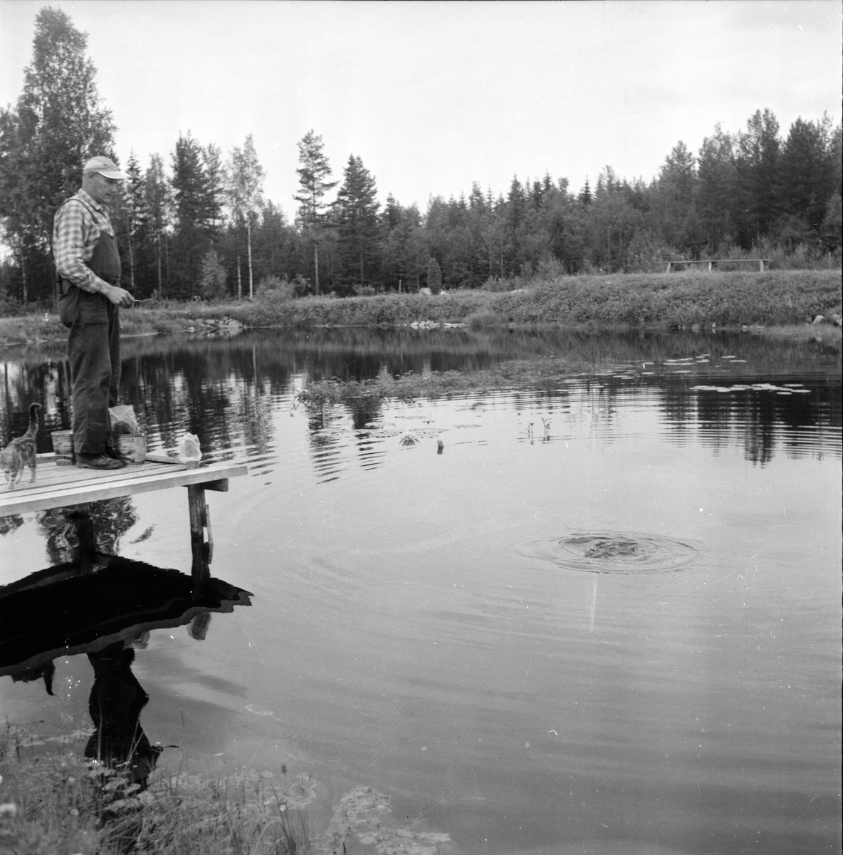 Järvsö-Nor. Öringsodling i Nor.
Olof Olsson 8/8-1960