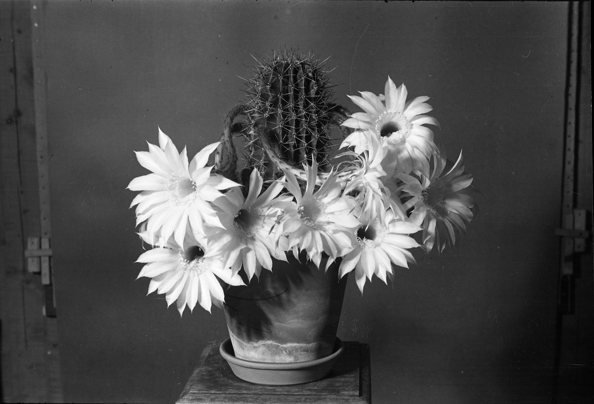 Kaktus i blomst. Tre bilder.