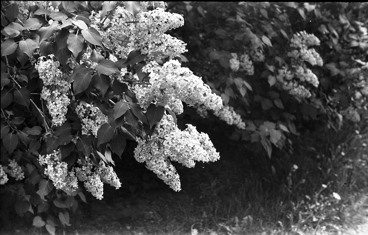 Serie på ni bilder med vår-/forsommermotiv fra fotografens hage på Odberg på Kraby, våren 1947.
