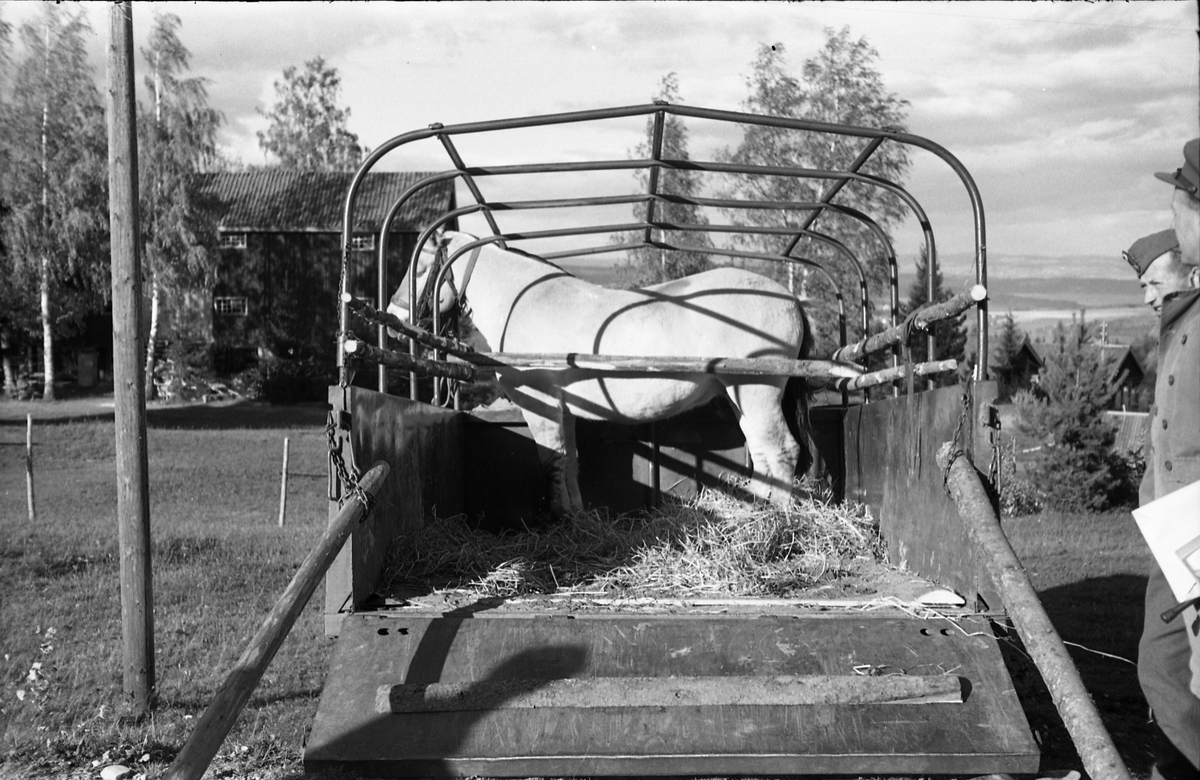 Transport av hest med lastebil ved Hærens Hesteskole på Starum, september/oktober 1948. Serie på 17 bilder. På bilde nr. 4 står fra venstre: Kaptein Sverre Norli, trolig major Bjart Ording (plasskomandant), og sersjant Ottar Markeng.