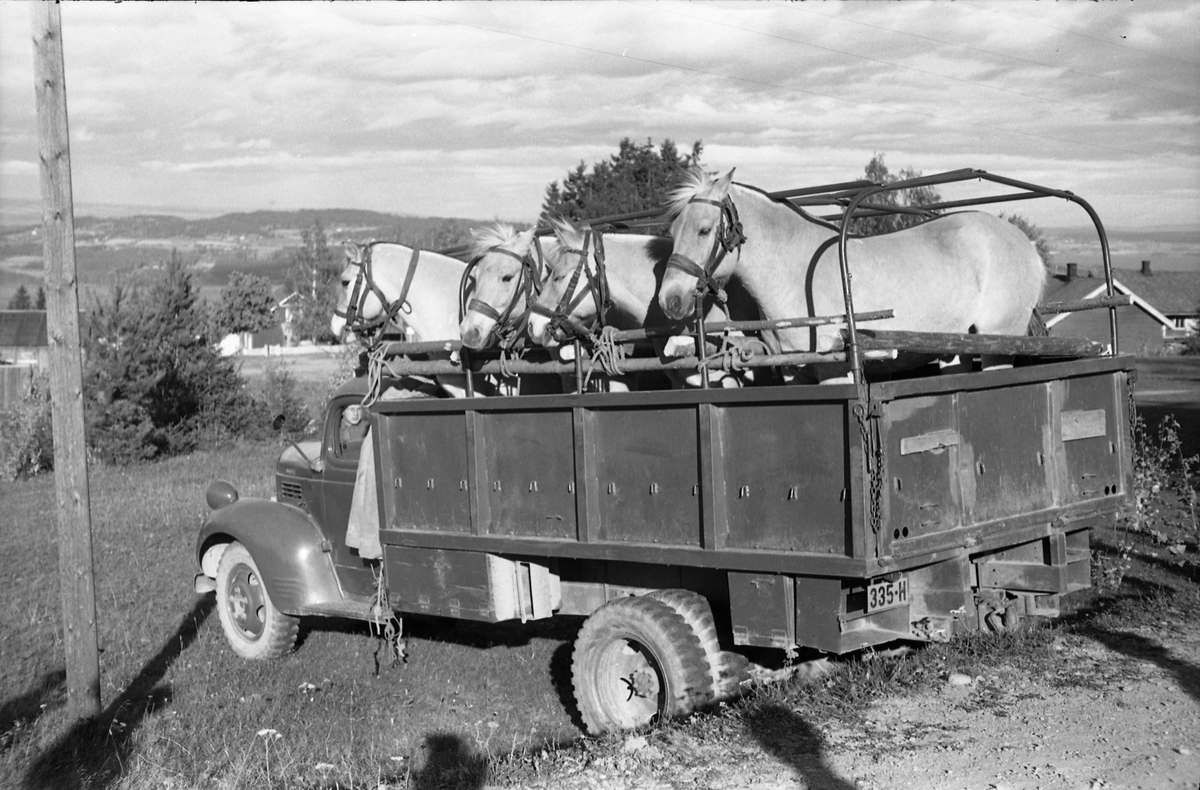 Transport av hest med lastebil ved Hærens Hesteskole på Starum, september/oktober 1948. Serie på 17 bilder. På bilde nr. 4 står fra venstre: Kaptein Sverre Norli, trolig major Bjart Ording (plasskomandant), og sersjant Ottar Markeng.
