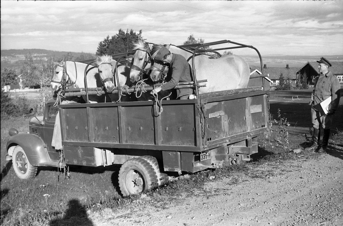 Transport av hest med lastebil ved Hærens Hesteskole på Starum, september/oktober 1948. Serie på 17 bilder. På bilde nr. 4 står fra venstre: Kaptein Sverre Norli, trolig major Bjart Ording (plasskomandant), og sersjant Ottar Markeng.