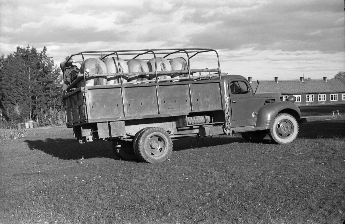 Transport av hest med lastebil ved Hærens Hesteskole på Starum, september/oktober 1948. Serie på 17 bilder. På bilde nr. 4 står fra venstre: Kaptein Sverre Norli, trolig major Bjart Ording (plasskomandant), og sersjant Ottar Markeng.