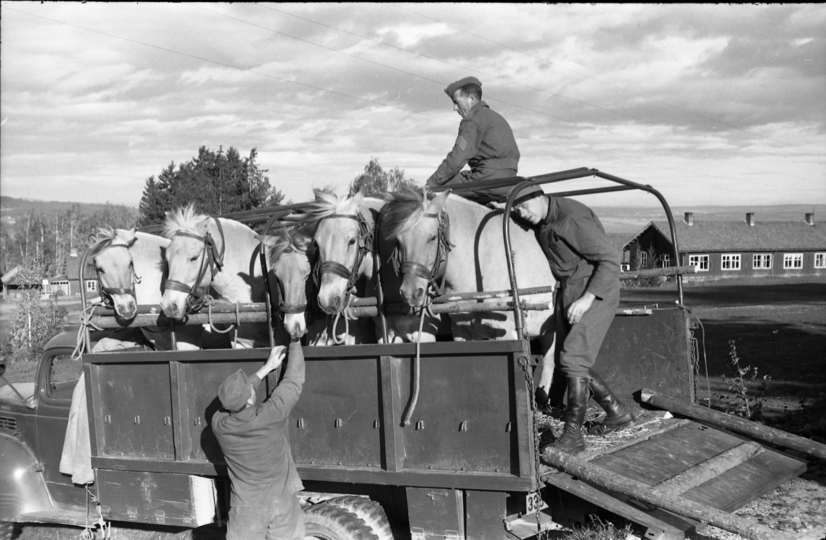 Transport av hest med lastebil ved Hærens Hesteskole på Starum, september/oktober 1948. Serie på 17 bilder. På bilde nr. 4 står fra venstre: Kaptein Sverre Norli, trolig major Bjart Ording (plasskomandant), og sersjant Ottar Markeng.