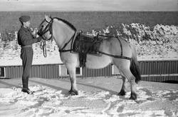 Soldat som mønstrer fjording, sannsynligvis ved Hærens Heste