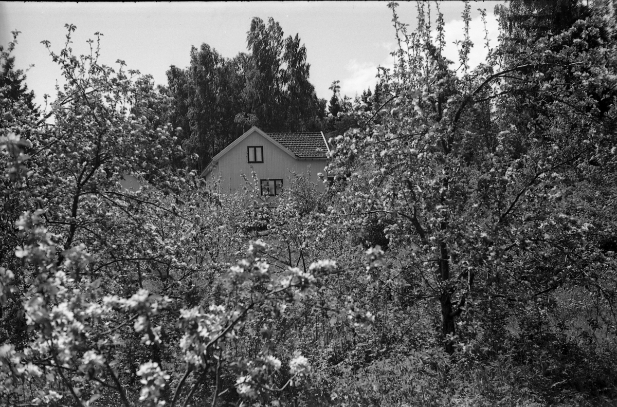 Holje på Skreia (Rossgutua 91) juli 1950. Eiendommen var eid av stasjonsmester Hans Olstad. Åtte bilder.