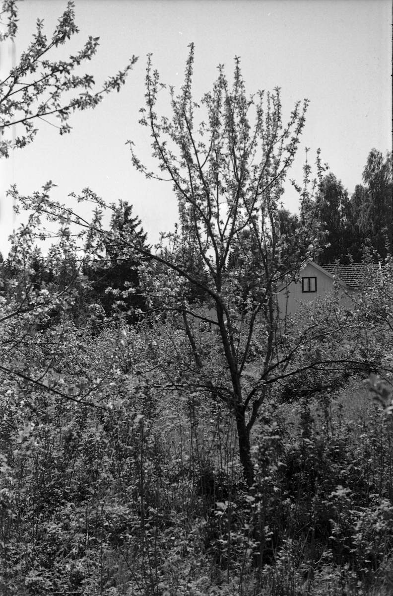 Holje på Skreia (Rossgutua 91) juli 1950. Eiendommen var eid av stasjonsmester Hans Olstad. Åtte bilder.