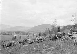 Geiter på Lysgård. Balbergkampen, Jørstadhøgda og Gausdal i 