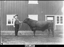 Melker Leseth med storoksen, Bjugn