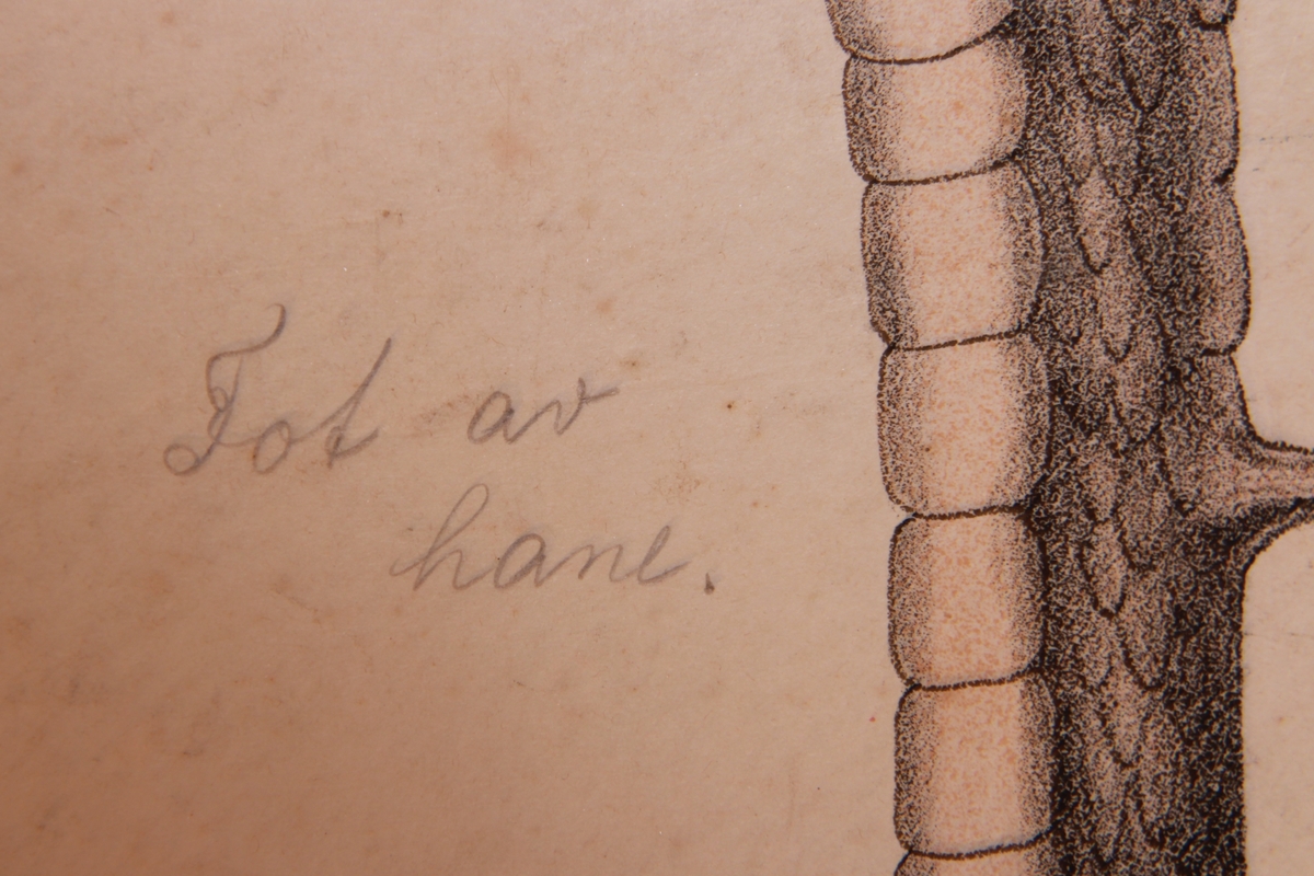 Detaljer av høner og ryper.