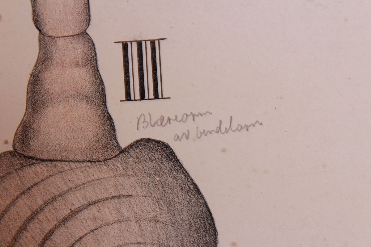 Detaljer av bendelormer.