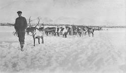 Mann med reinflokk. Thore Wardenær, "reingjeter" Sølenfjell 