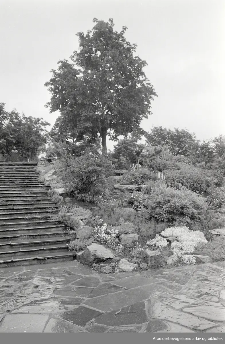 Torshovdalen park er en av byens vakreste parkanlegg. For mye regn og duer skaper problemer. Juni 1965