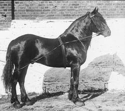 Dyremotiv, hest og geit.