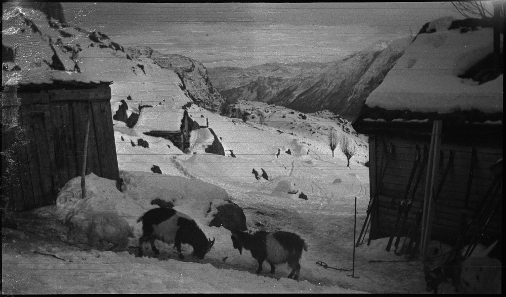 Bilder fra en skitur fra Bratteli ved Lysefjorden med Lindtner og Arne Johannessen. Det er bilder av landskapet og skigåingen og av en stor gjeng med unge menn foran en hytte. Det er også bilder fra et lite bruk med geiter ute i snøen.