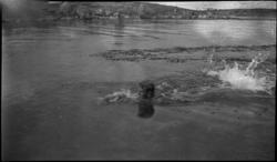 Rotur Vassøykalven. Harald Tollefsen, Magne Wabø. 19. juli 1