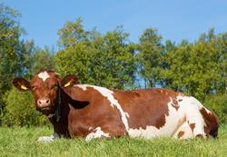 Storfe på beite. NRF. Norsk rødt fe. Husdyr. Kulturlandskap.