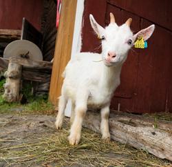Fra "Fløttdagen" på Dølmotunet 2016, Tolga, Hedmark. Musea i