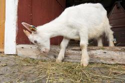 Fra "Fløttdagen" på Dølmotunet 2016, Tolga, Hedmark. Musea i