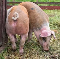 Fra "Fløttdagen" på Dølmotunet 2016, Tolga, Hedmark. Musea i