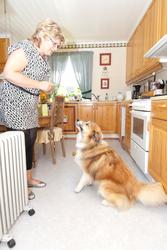 Islandsk fårehund Romeo sammen med sin eier på kjøkkenet.