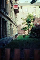 Hagestell i Skovveien.