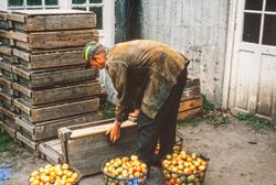 tomater kasser korger mann