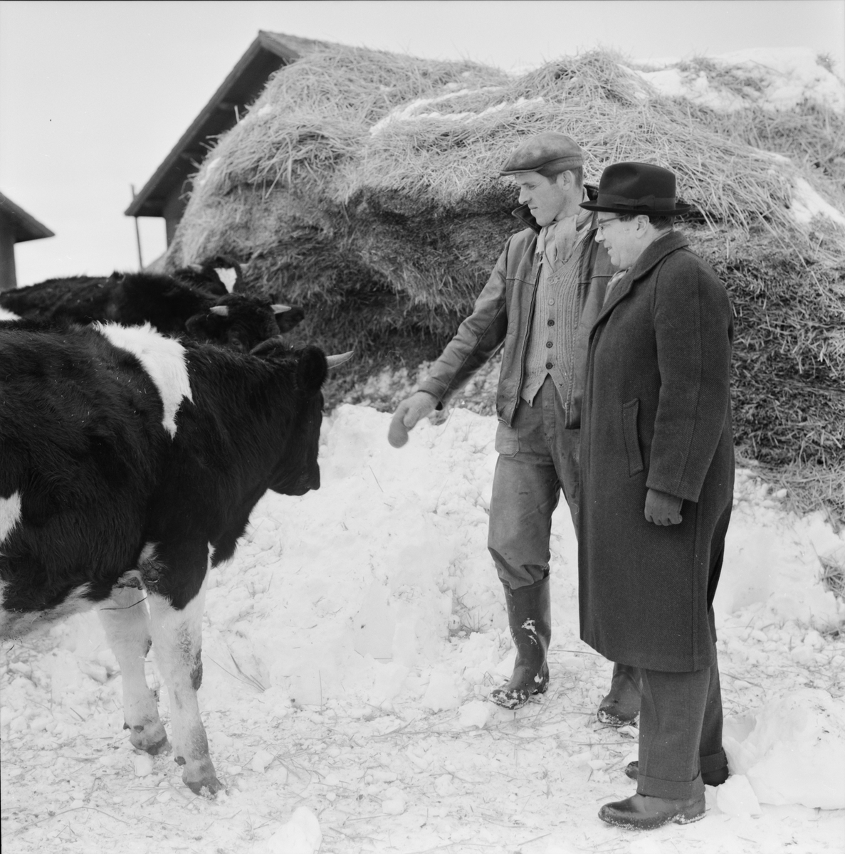 Hushållningssällskapet - "Göran Knutsson med stutar på Västberga gård i Ålandsdal", Uppland 1962