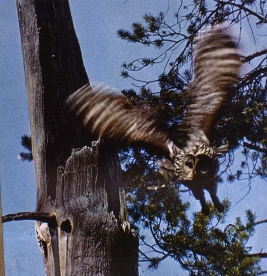 Slagugglan flyger från sitt bo i en ihålig trädstam.
