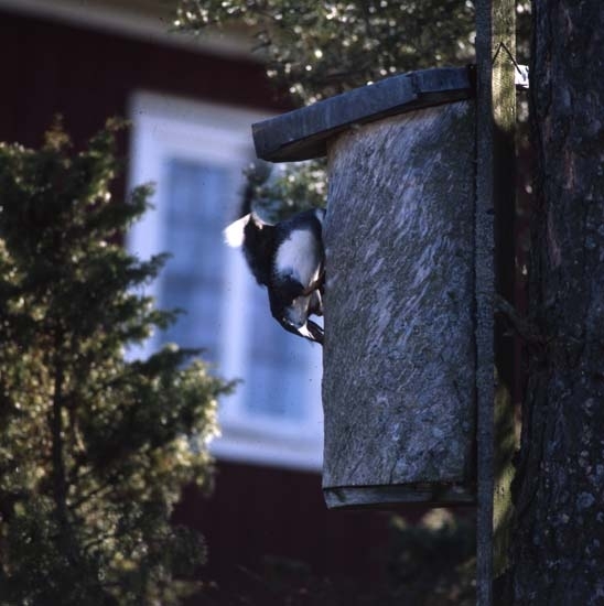 En knipa flyger in mot holken i ett träd, maj 2001. Alldeles utanför finns en enbuske.