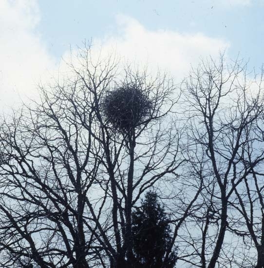 Skatbo högt uppe i toppen av ett träd, Havsjö april 1987.