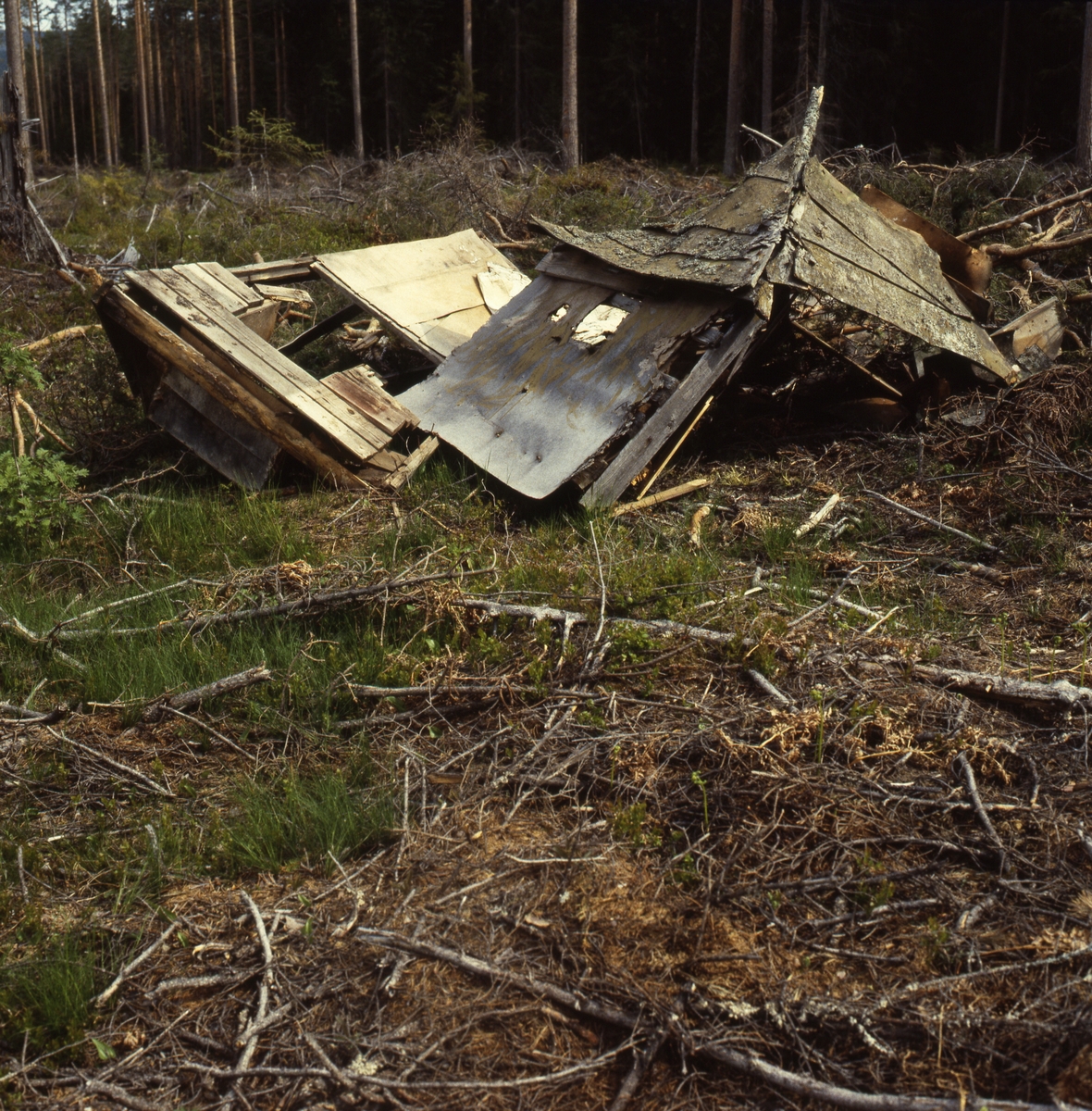 Duvhöksgömslet i ett kalhygge i skogen är raserat,  juni 1983.