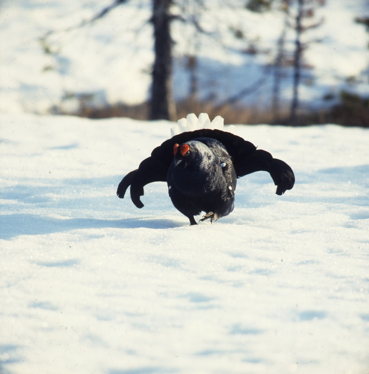 Orrspel på snö, Degelnmyren någon gång mellan 1979 och 1982.