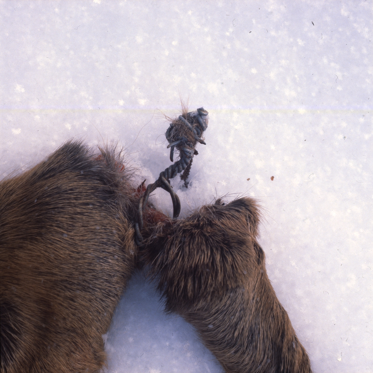 På snön ligger en del av ett rådjursben som fastnat i taggtråd och trasats sönder, januari 1981.