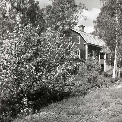 Billows gården och blommande äppelträd, Växbo 12 juni 1956.
