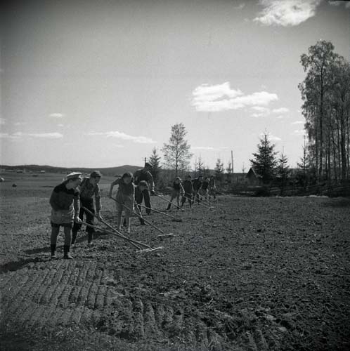 En grupp människor med stora träkrattor, rensar jorden från ogräs. Från Unga Odlares klubbodlingar, 1948.