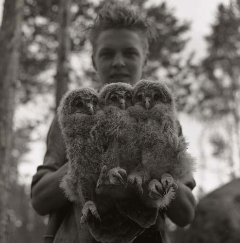 Slaguggla. Ung man med ungar i händerna, 1958.