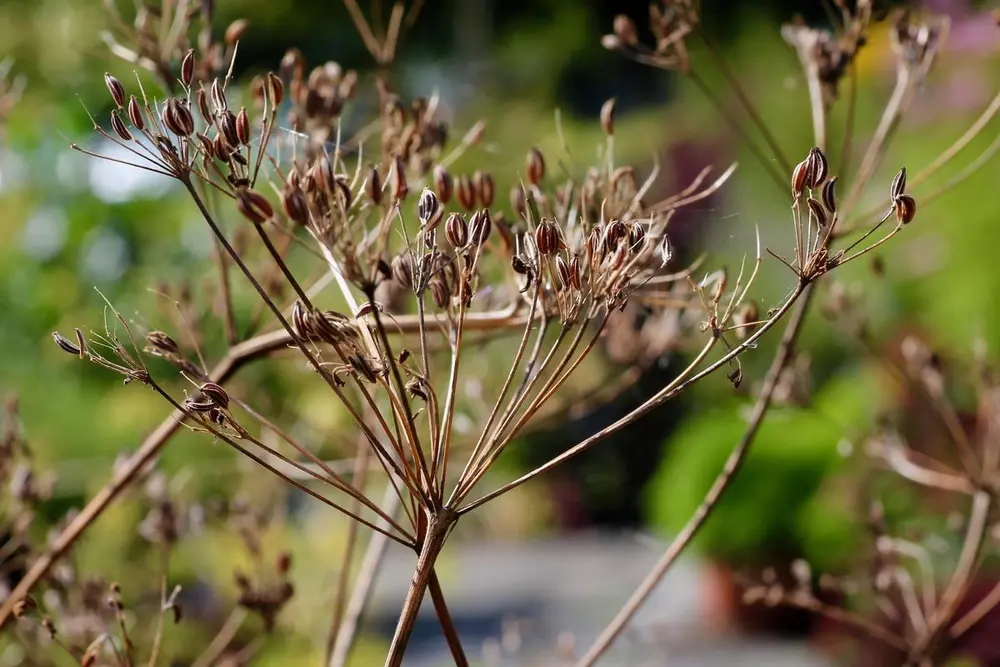 Karvefrøene er brune og vokser i klynger øverst på stilken til karveplanten.