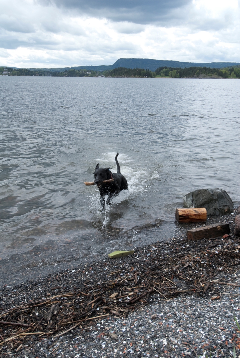 Hunden Chico på tur kommer tilbake med en pinne som er blitt kastet i vannet.