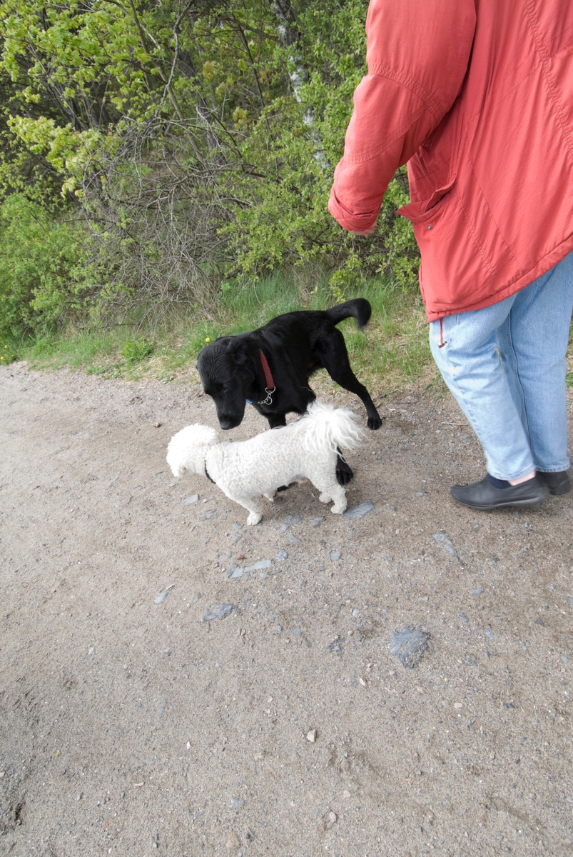 Hunden Chico på tur sammen med sin eier hilser på en annen hund.
