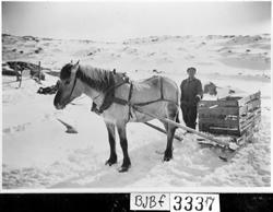 Hesten "Lenda" i snødekt landskap