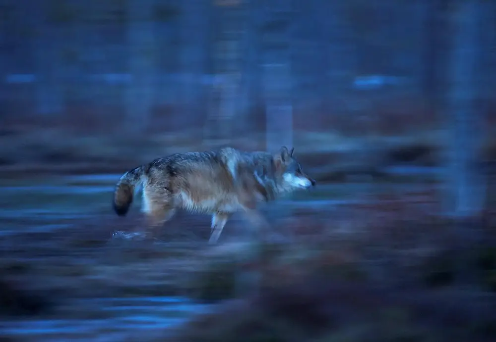 Ulv som løper i skumringen