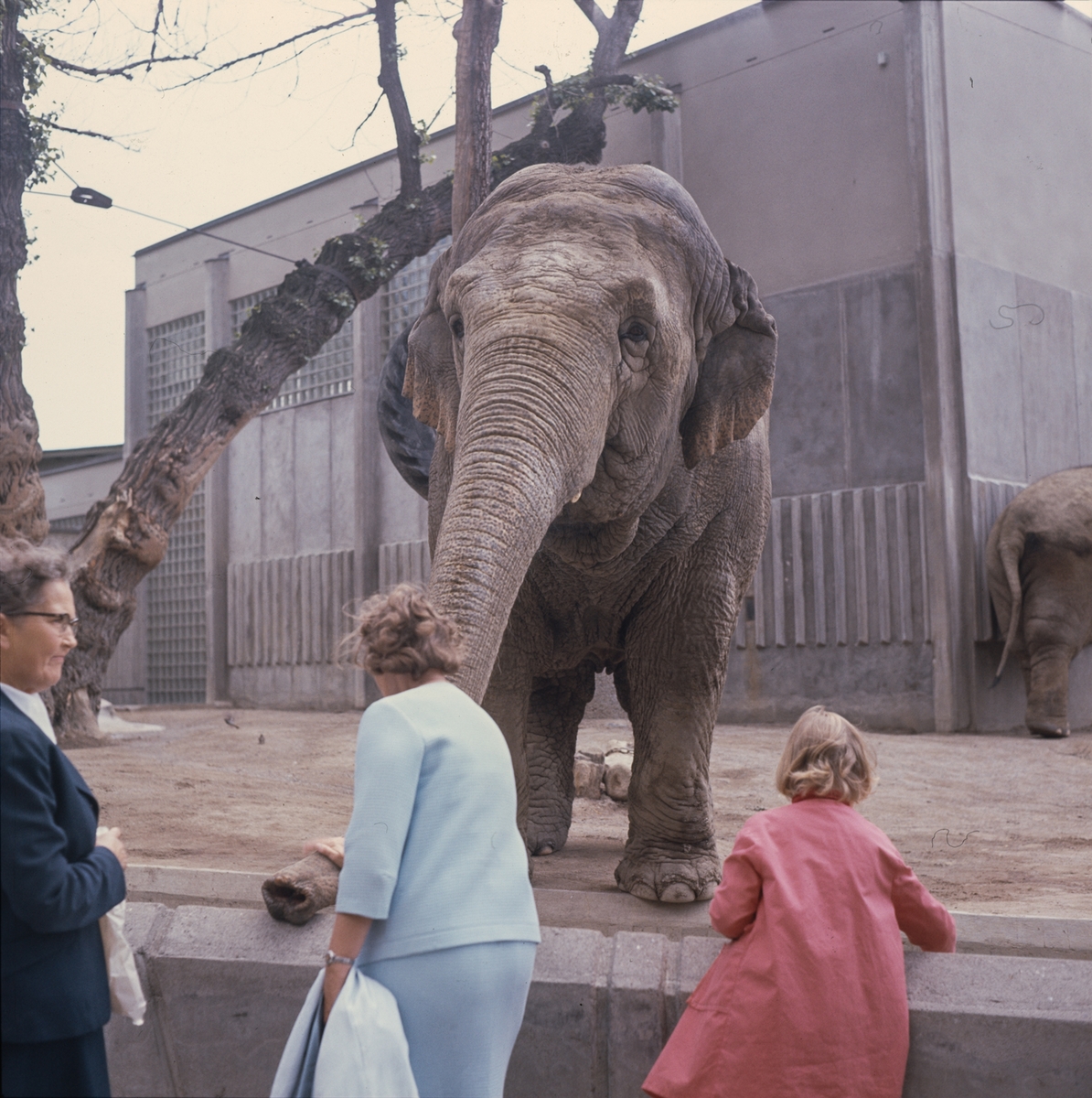 Den Asiatiska elefanten Bambina vid elefanthuset på Skansen. Barn och vuxna besökare.