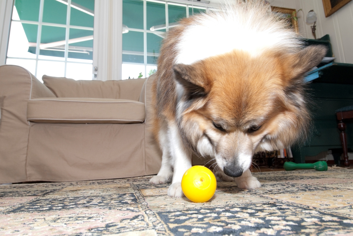 Hunden Romeo leker med en hundeleke hjemme i stua.