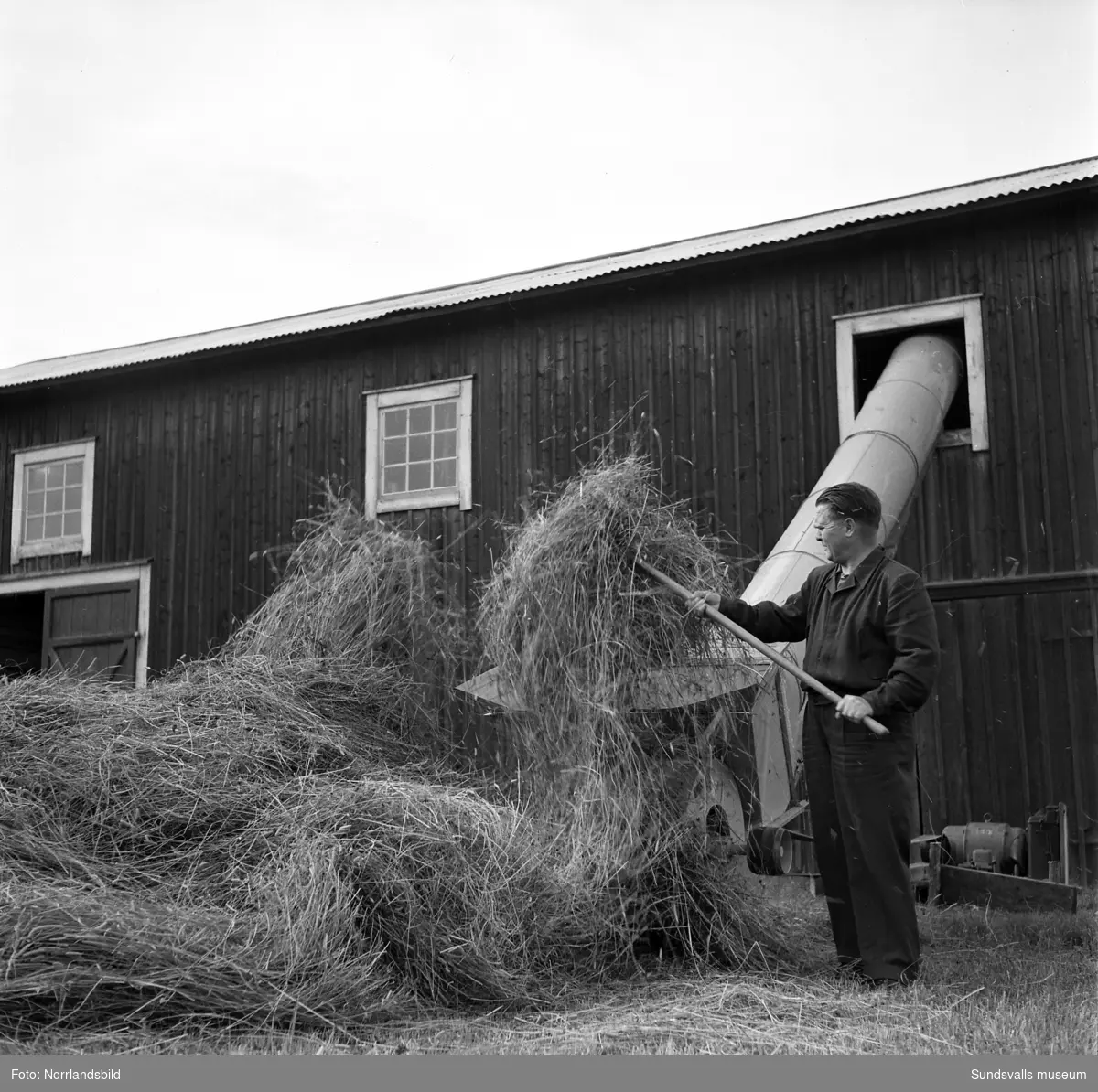 Två män laddar hö i en hökanon. Bilder från ett lågspänningsområde i Gnarp om elkraftens användning i jordbruket.