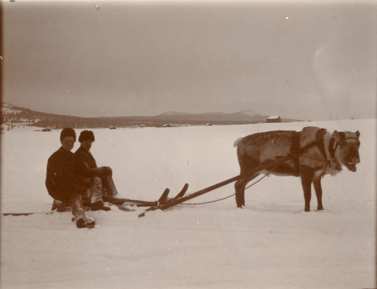 Män och ren i vinterlandskap, Smålands husarregemente K 4 på vinterövning i Norrbotten omkring 1910.
