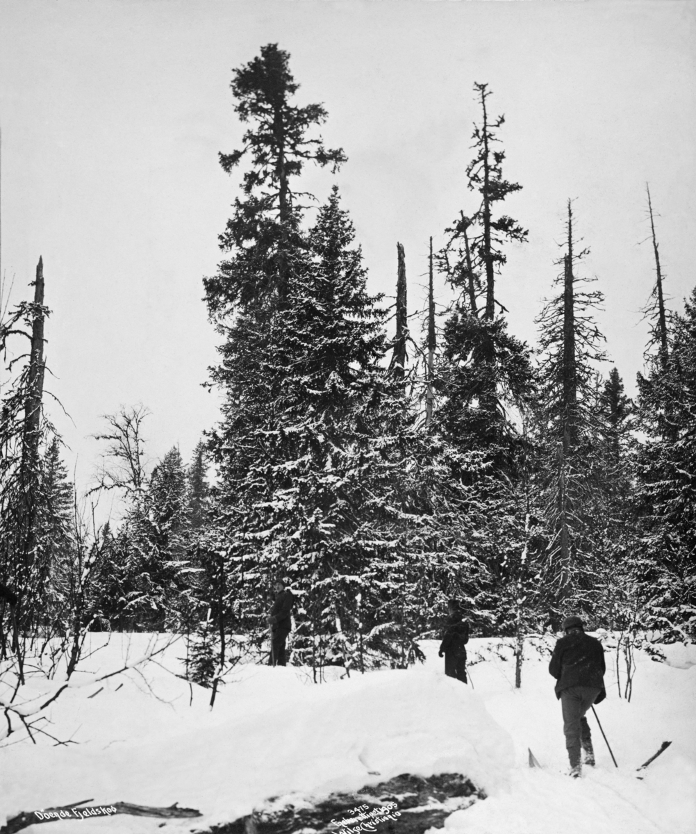 Urskog av gran i Hovdlia i Engerdal i Hedmark.  Dette er et vintermotiv med tre menn på ski med en stav, med ryggen mot fotografen.  Foran dem ligger en fleraldret granskog.  Mange av de eldste trærne har brukne topper og var i ferd med å tørke inn da dette fotografiet ble tatt i 1905. 