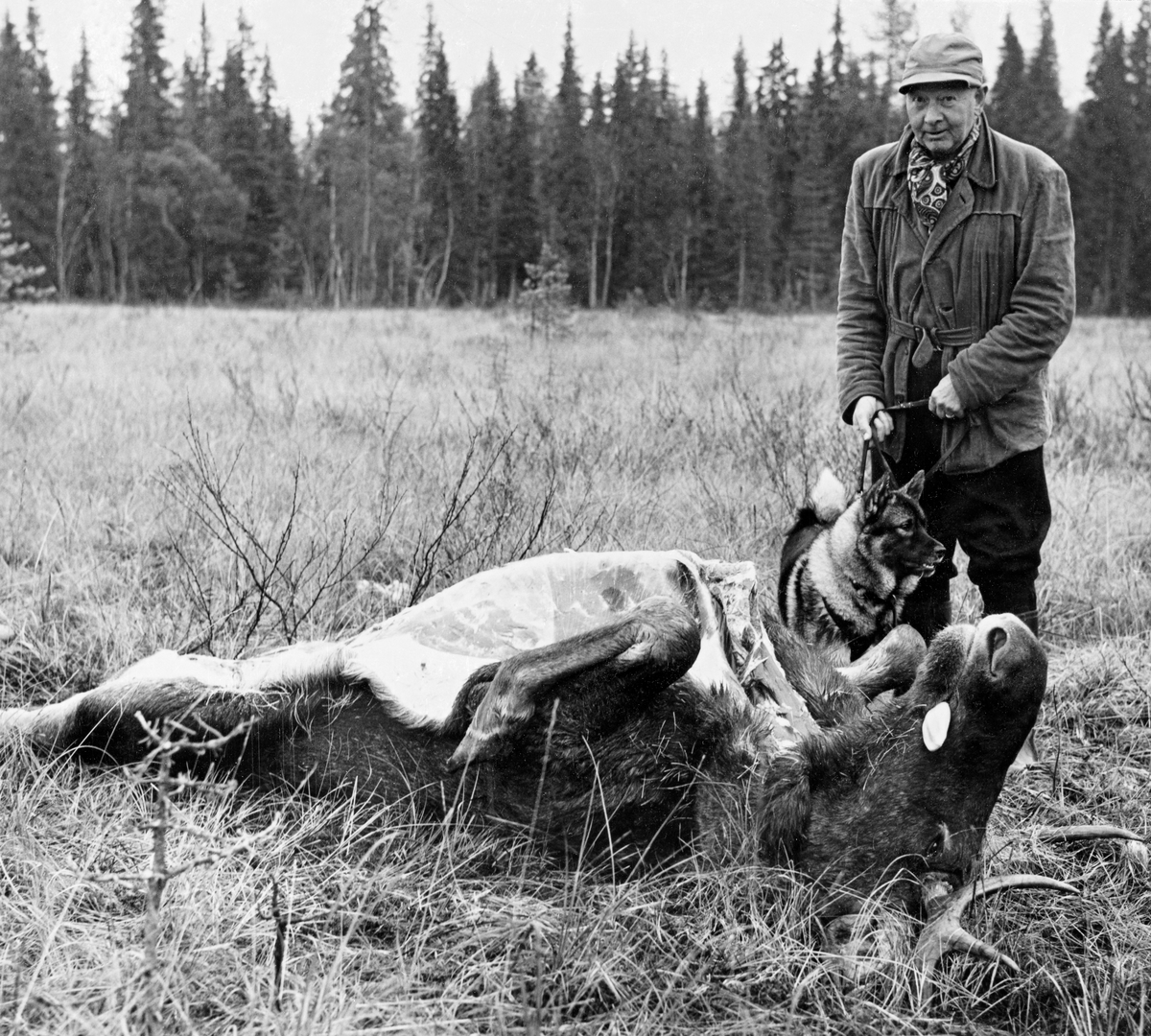 Jegeren Hans Berger med elghunden Burr, fotografert ved en elgokse jaktkameraten Ulf Jerpseth felte nord for Skysstadbekken i Stor-Elvdal 7. oktober 1973.  Fotografiet er tatt påfølgende dag. Berger er kledd i nikkersbukser og vindjakke, og han har skyggelue på hodet.  Elgen ligger på ryggen i myra.  Jegerne har åpenbart skåret den opp med et rett snitt i buken, fra halsen mot kjønnsorganene, og deretter foretatt utvomming.  Nå er dyret klart for transport fram til bilveg, der det ble hentet og kjørt til viltslakteri. Elgjakt. Storviltjakt. Elgjeger med hund. Jeger med bytte.